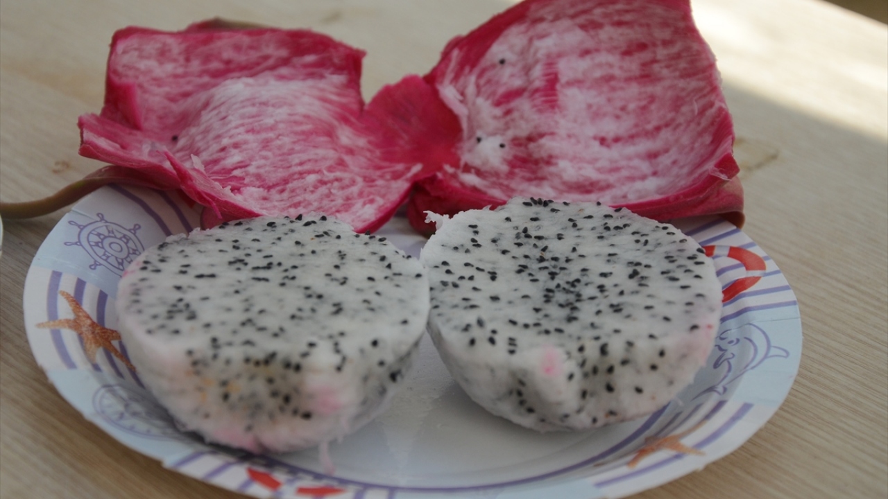 Övünç Yorbik, bin metrekarelik yer kiralayarak hazır hale getirdiği seraya 900’e yakın fidan dikerek geçen yıl 1500 meyve hasat etti.