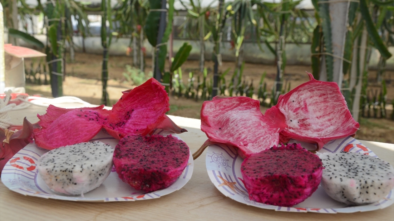 Ürünün haziran ayında tomurcuk verdiğini, yaklaşık 45 gün sonra da olgunlaştığını belirten Yorbik, hasadına başladıkları meyvenin tanesini 15 liradan satıldığını aktardı. 