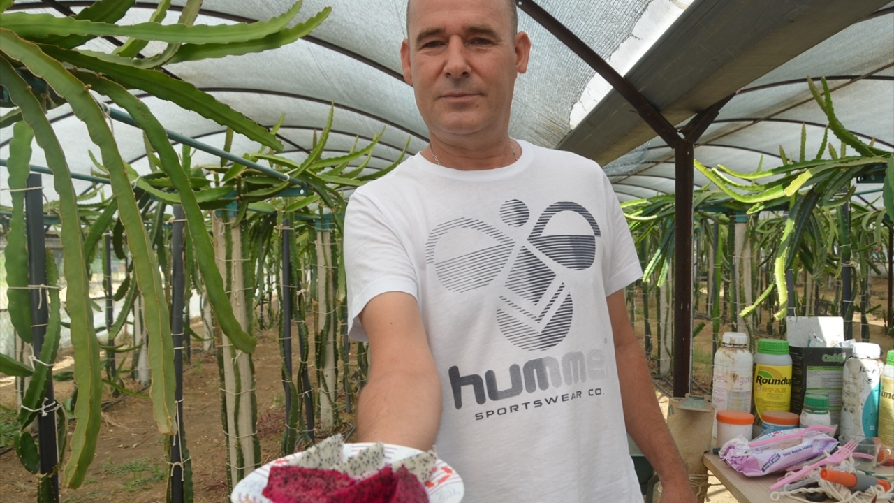 Ejder meyvesinin sağlığa yararlı olduğunu kaydeden Yorbik, "Bu yıl 7 bin civarında meyve bekliyorum. Dallar çoğaldıkça meyvede artıyor. Gelecek yıl da 15 bin meyve hedefliyorum." dedi.