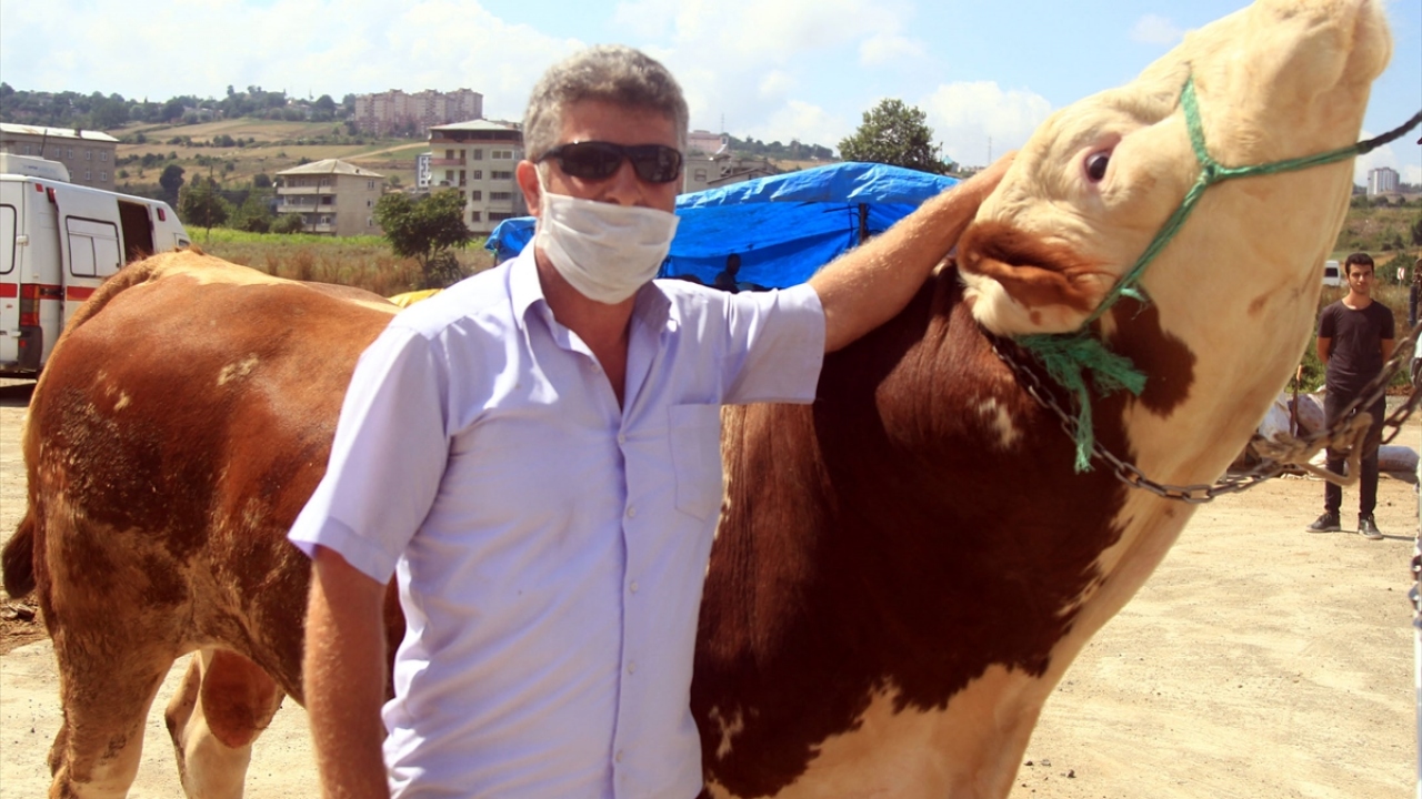 4 aylıkken aldığı "Şampiyon"un şimdi ise 27 aylık olduğunu anlatan Şahin, "Özel bir bakımla böyle gelişiyor. Arpa, mısır ve palet yem veriyoruz." dedi.