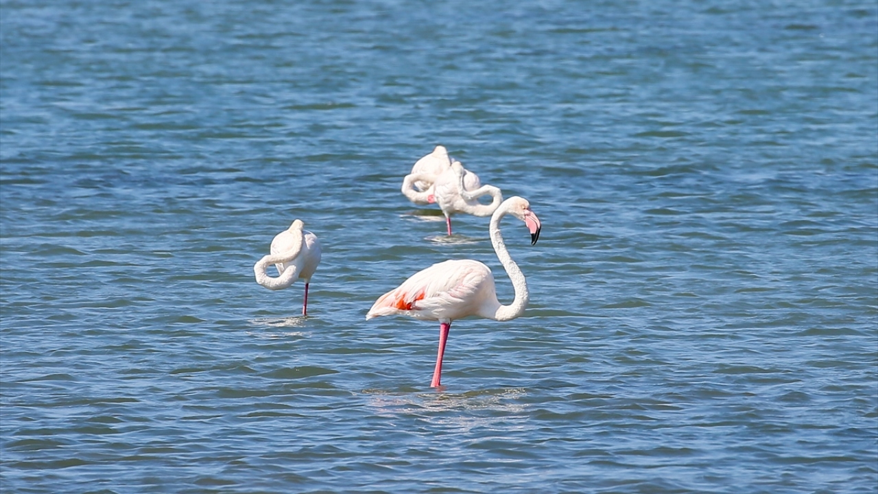 Yumurtadan çıktıktan sonra siyah ve füme renklerdeki tüylere sahip yavru flamingolar, tuz karidesi olarak da bilinen bir tür eklem bacaklı "artemia salina" ile besleniyor.
