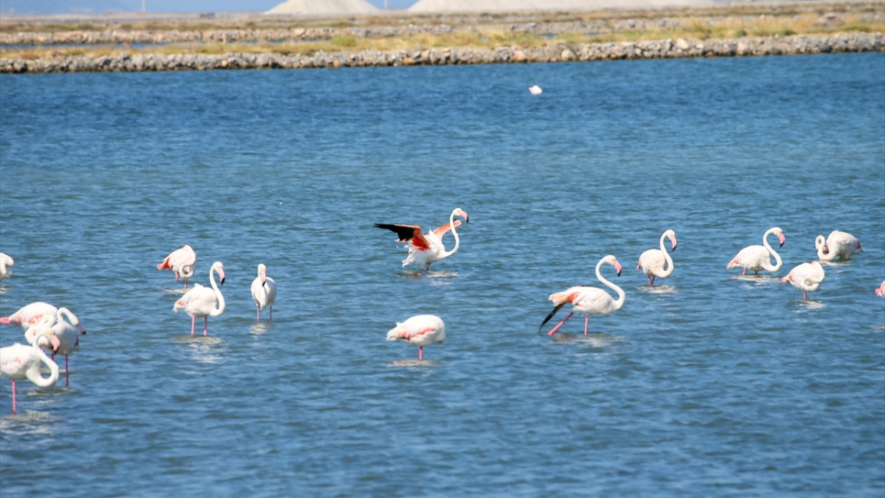 Yeni doğan yavrular, suda toplu bulundukları ve "kreş" adı verilen yerde vakitlerini geçiriyor. Kuşlar zaman zaman dünyaya gözlerini açtıkları adaya çıkıyor.