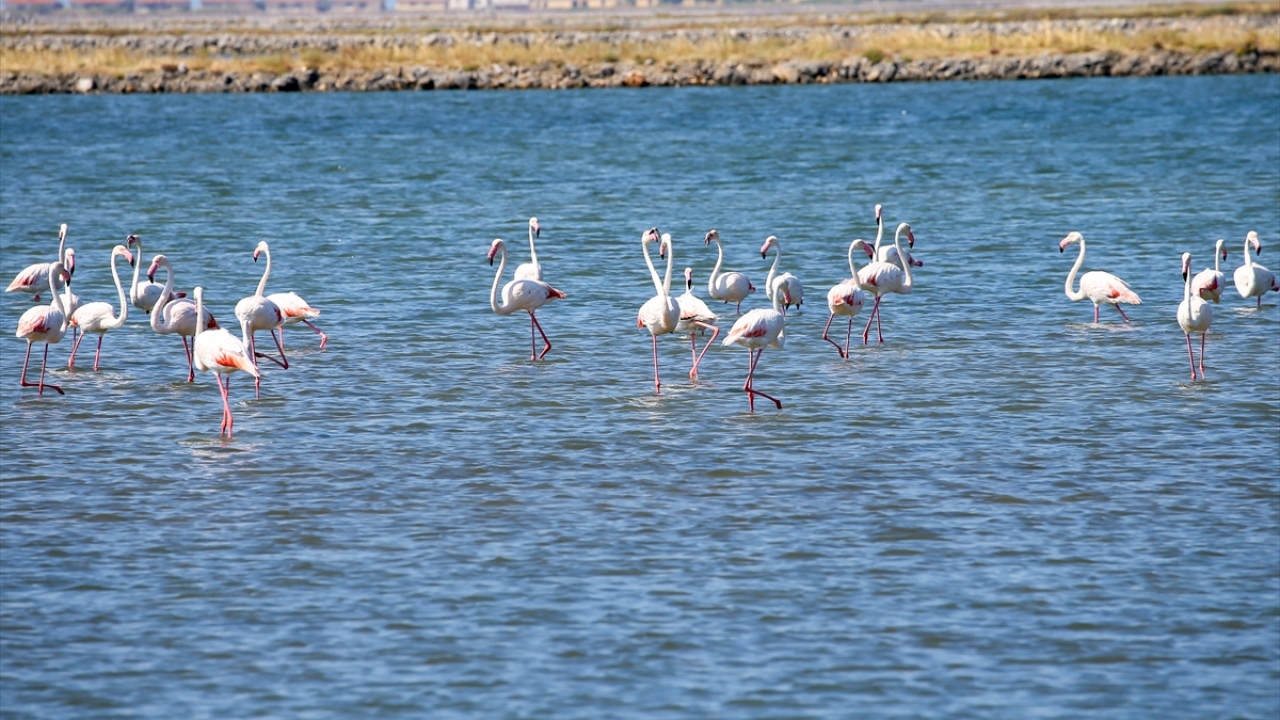 "Kreşte", erişkinlerin aralarında suda gezinen ve yavaş yavaş kendi kendine beslenen yavrular, bir yandan da rüzgara karşı kanat açarak uçma eğitimi yapıyor.