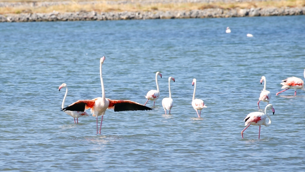 Yavru flamingoların kuluçka sürecinde olduğu gibi rahatsız edilmemeleri için İzmir Kuş Cenneti`nde özel önlemler alınıyor. Ailelerinin yanında 2 ay geçiren yavru flamingolar, 3`üncü aydan itibaren uçmayı ve doğada tek başına yaşamayı öğreniyor. 