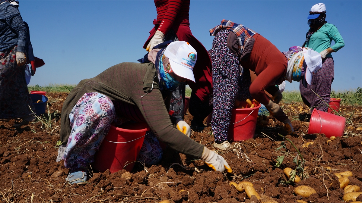 Tarım işçisi Bedriye Öngünç ise sabah erken saatlerde tarlaya çalışmaya geldiğini belirterek, günlük 70 lira yevmiye aldığını, kazancı ile ailesinin geçimine katkı sağladığını kaydetti.