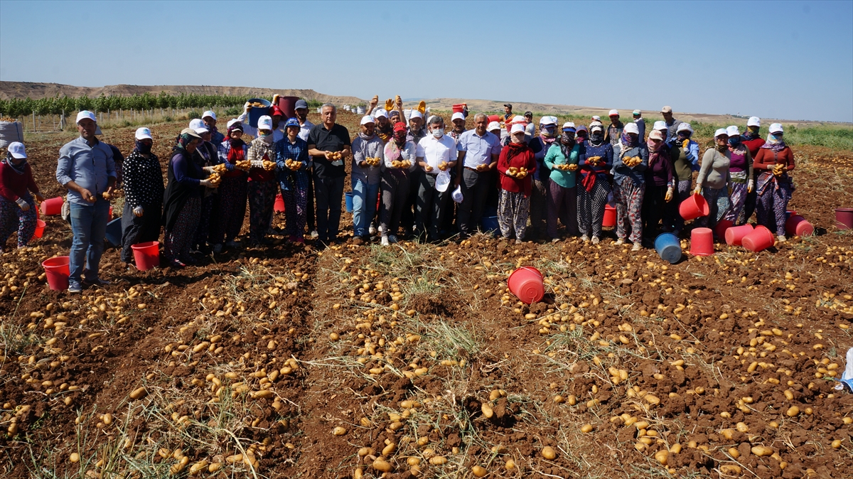 İl Tarım ve Orman Müdürü Nurettin Kıyas, Zeytin köyündeki hasatta gazetecilere, son dönemde kentte patates yetiştiriciliğine ilginin arttığını söyledi.