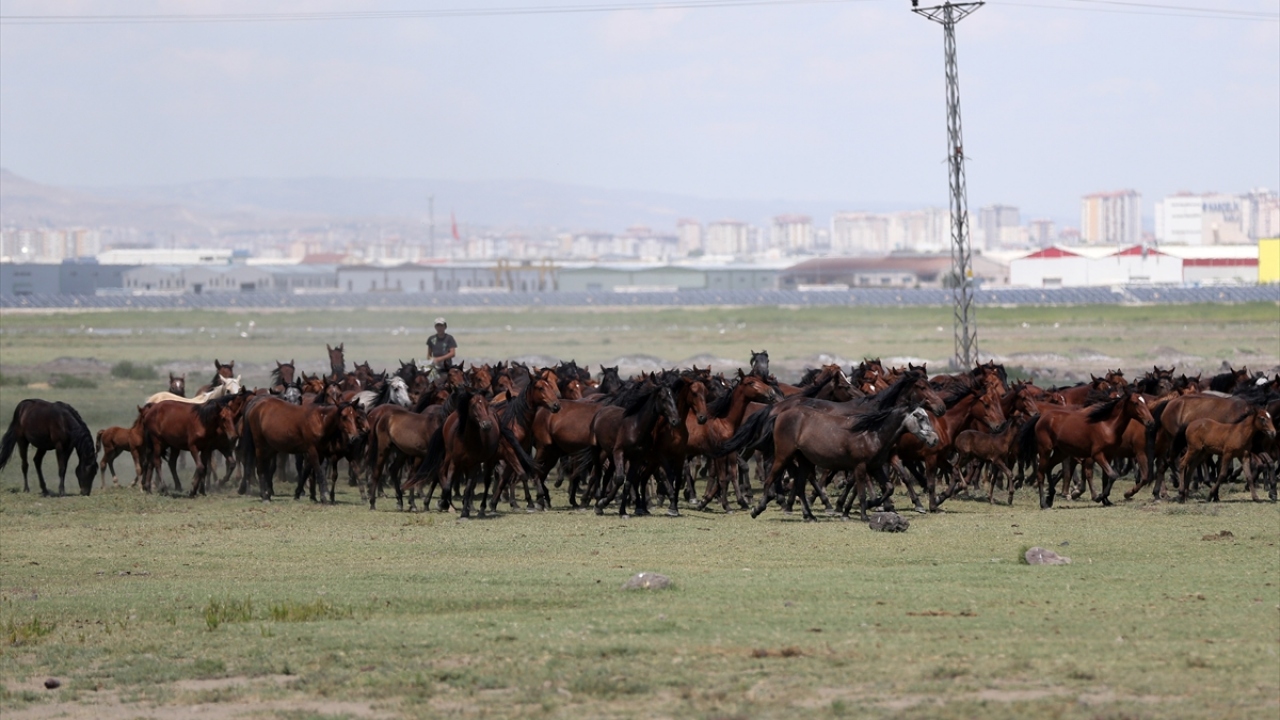 Tarım ve Orman Bakanlığınca 2018 yılında tek tırnaklı hayvanlara yönelik çıkarılan yönetmelik kapsamında, Kayseri`de bu yıl at, eşek ve katır gibi tek tırnaklı hayvanlar, boyunlarına yerleştirilen mikroçiple izlenip kayıt altına alınmaya başlandı.