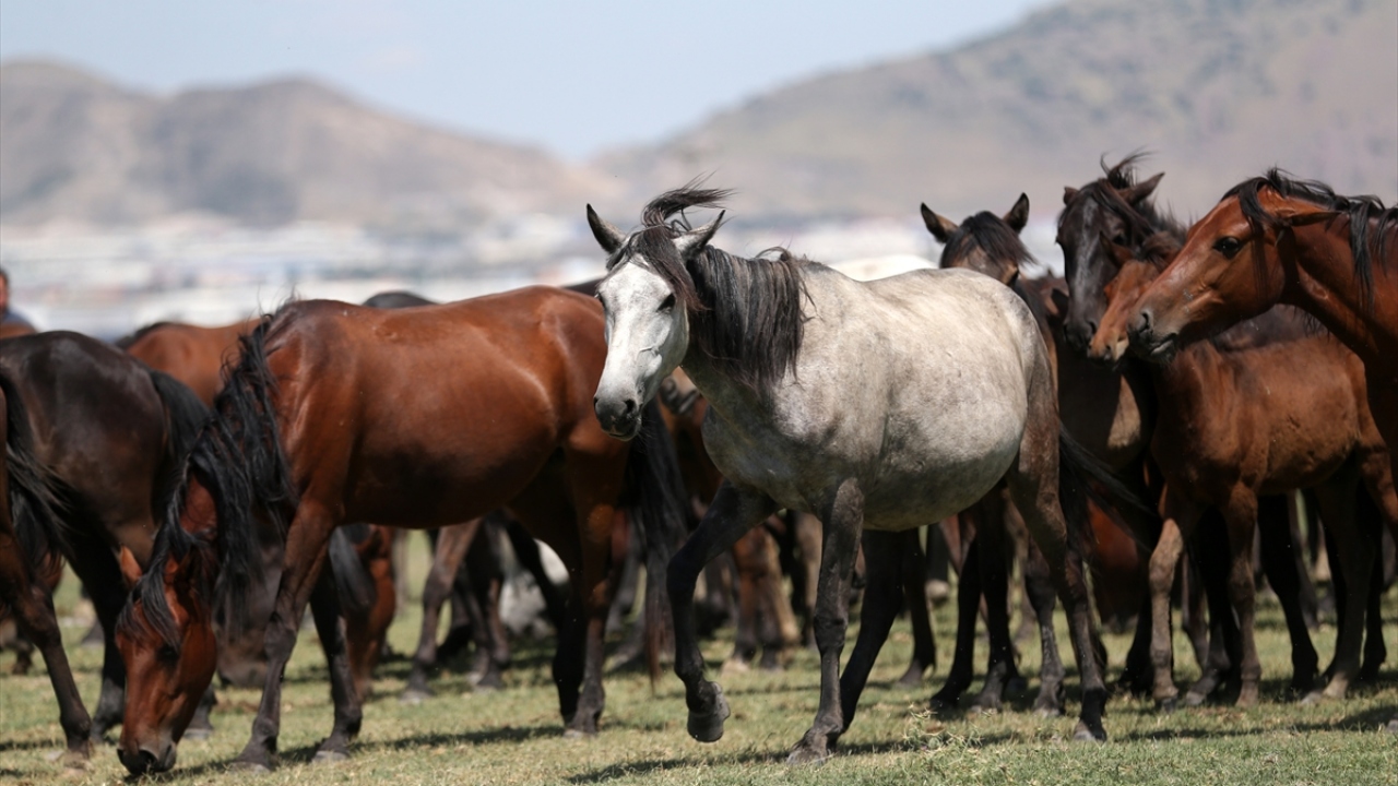 Yük ve binek hayvanları ile safkan atları da kapsayan uygulamada çıkarılan kimliklerde hayvanın özel yaşam numarası, mikroçip kodu, cinsiyeti, türü, doğum tarihi ve yeri gibi bilgiler ile hayvanın eşkali, işaret ve nişaneleri yer alıyor.