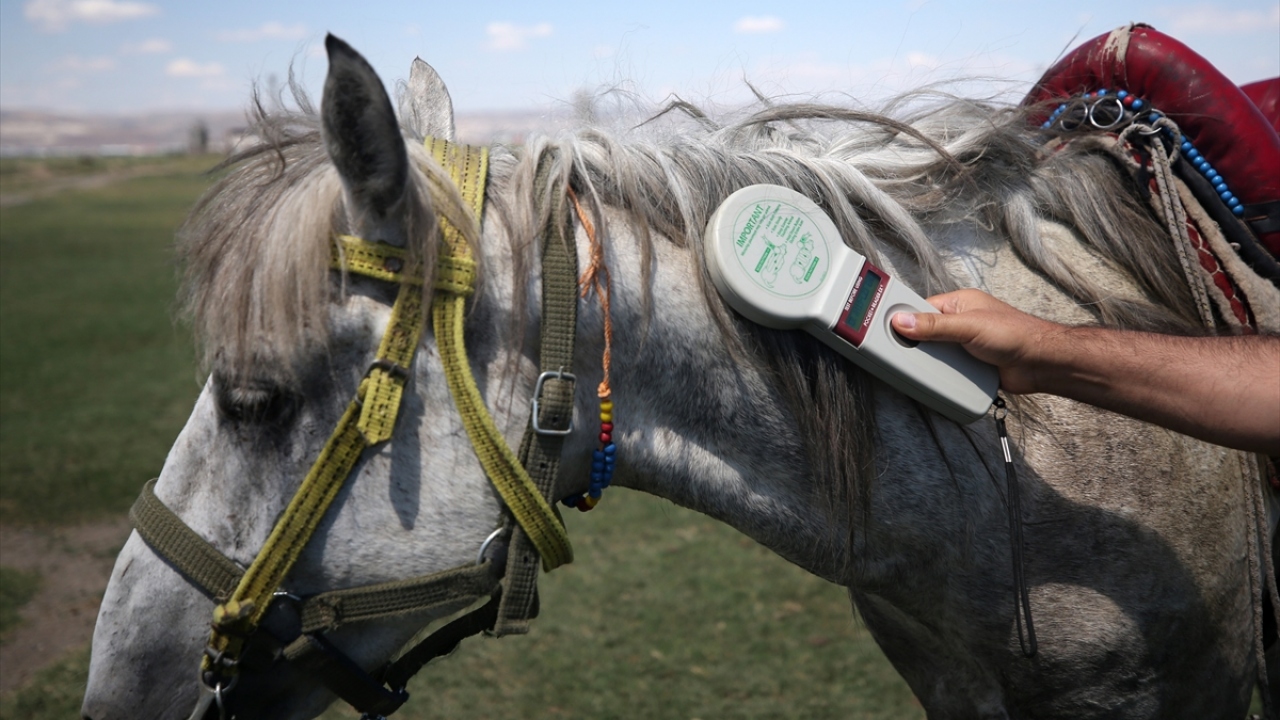İl Tarım ve Orman Müdürü Mustafa Şahin, kimliklendirme çalışmalarına bu yıl başlandığını söyledi.