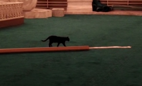 Minik kedi Ayasofya'daki hazırlıkları yakından inceledi