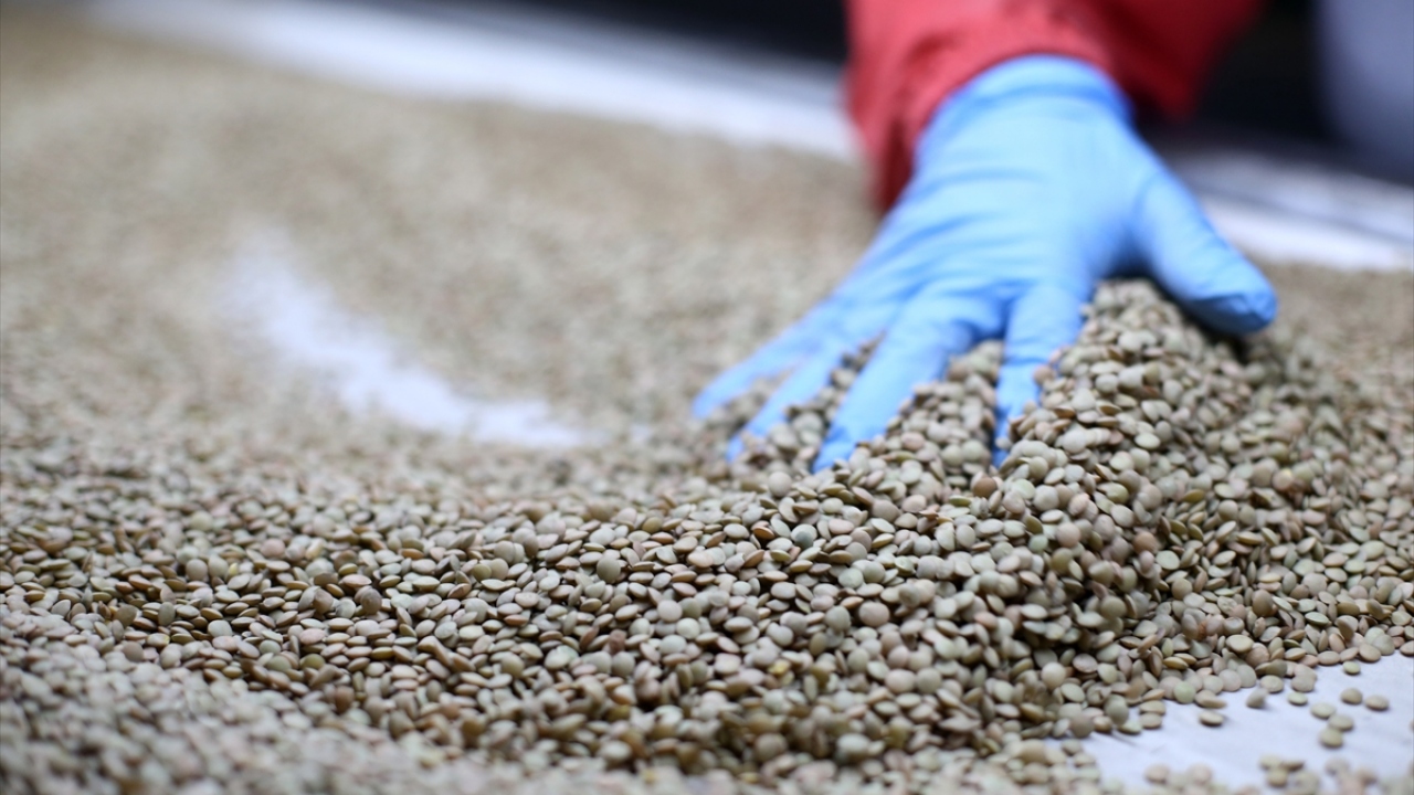 Covid-19 sürecinde yurt içinde bakliyat tüketiminin arttığını ve bu nedenle sağlıklı saklama koşulları konusunun gündeme geldiğini anlatan Gümüş, şöyle konuştu: 