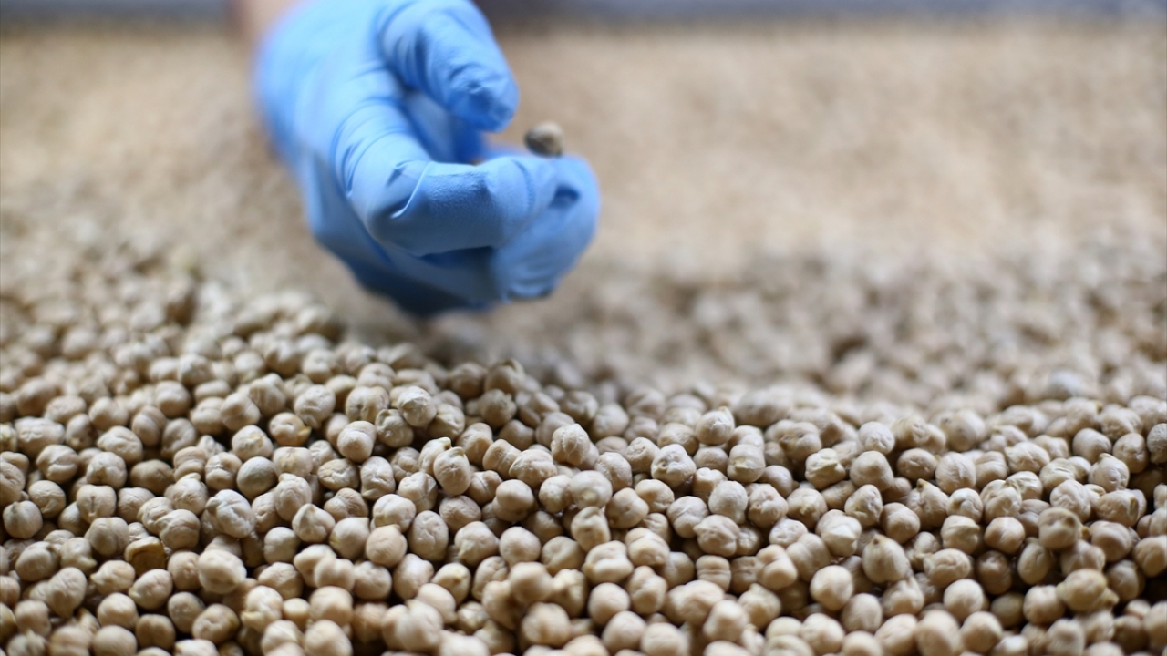 Yayla Agro Yönetim Kurulu Başkanı Hasan Gümüş, bakliyatın, her yaşta insanın dengeli ve sağlıklı beslenebilmesi için önemli bir besin maddesi olduğunu söyledi. 