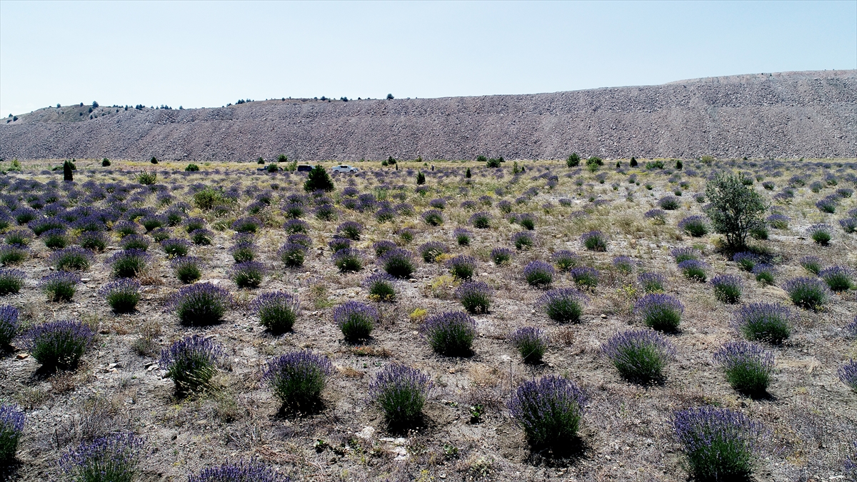 Bu kapsamda son 25 yılda 2 bin 446 hektar alanda 5 milyon 252 bin fidan toprakla buluşturuldu.