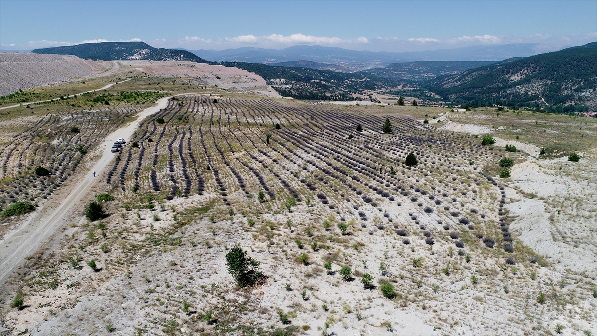 Madencilik faaliyetleri sonrası arazilerin yeniden doğaya kazandırılması için lavanta dikimine de başladıklarını belirten Keskin, şöyle devam etti: 
