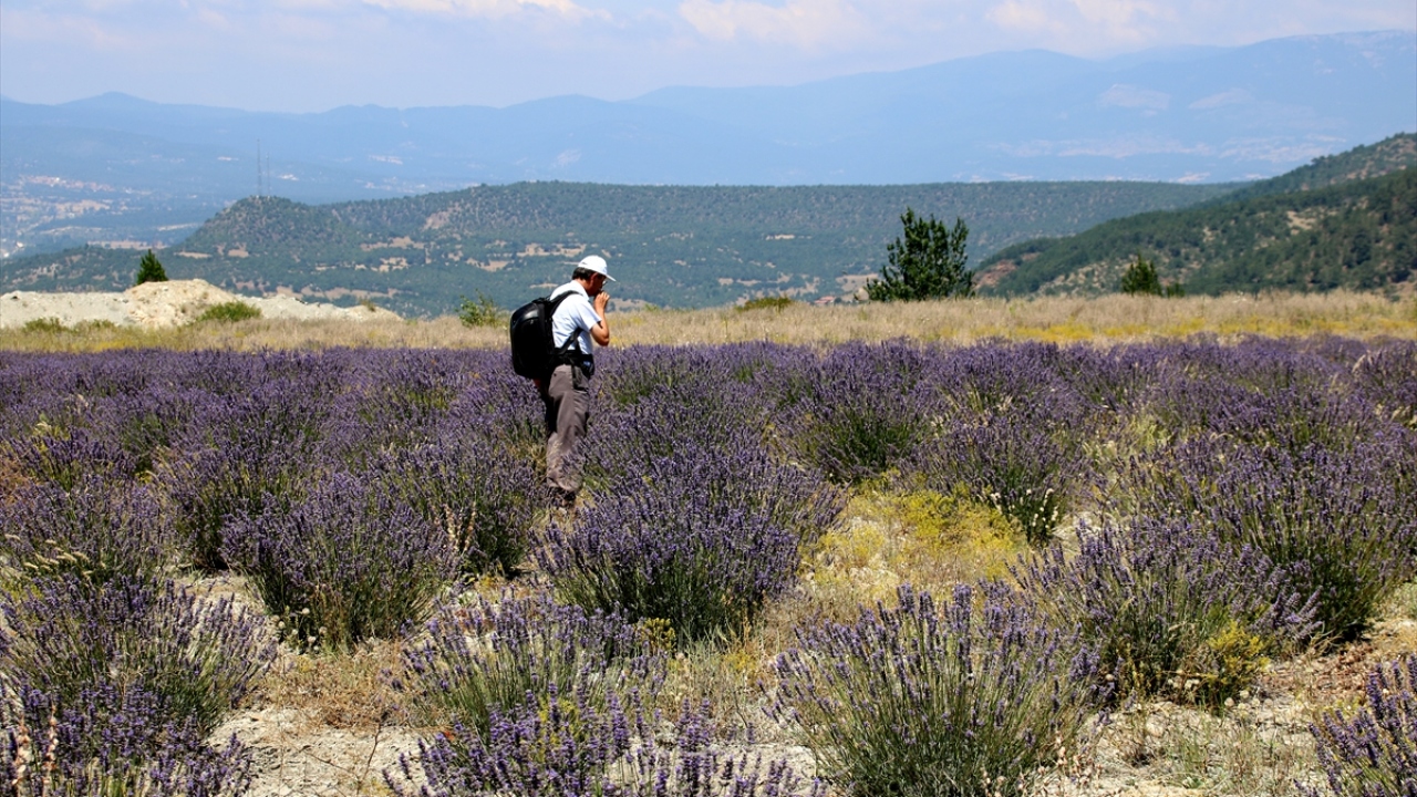 Keskin, bugüne kadar 100 dekar eski maden sahasını lavantayla buluşturduklarını anlattı.