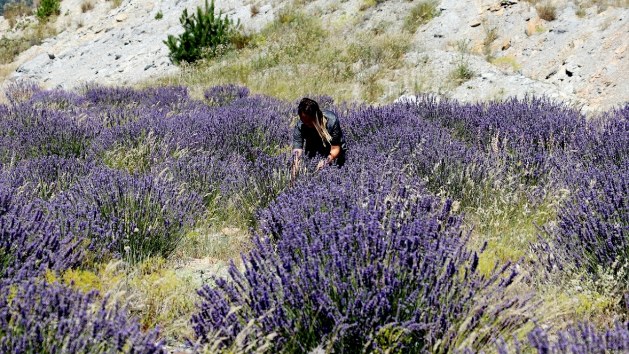 Keskin, il genelindeki diğer terk edilmiş sahalardan toprağı verimli olanlarda da lavanta yetiştireceklerini sözlerine ekledi.
