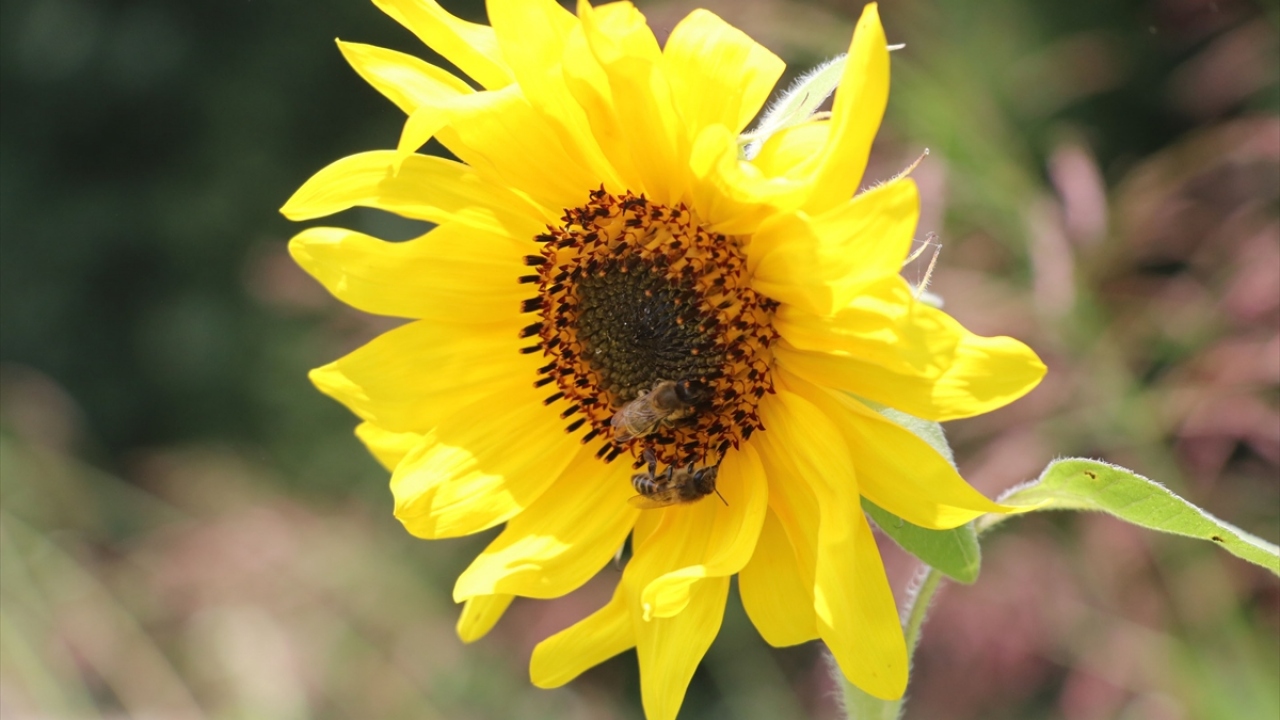 Levent Keskin, yaptıkları işe emek verdiklerini ve işin üstesinden eşiyle birlikte çok çalışarak geldiklerini söyledi.