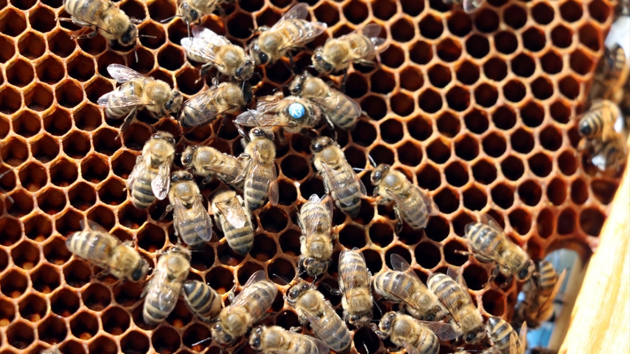 Keskin, elinde imkanı ve isteği olan herkesin bu işle uğraşabileceğini sözlerine ekledi.