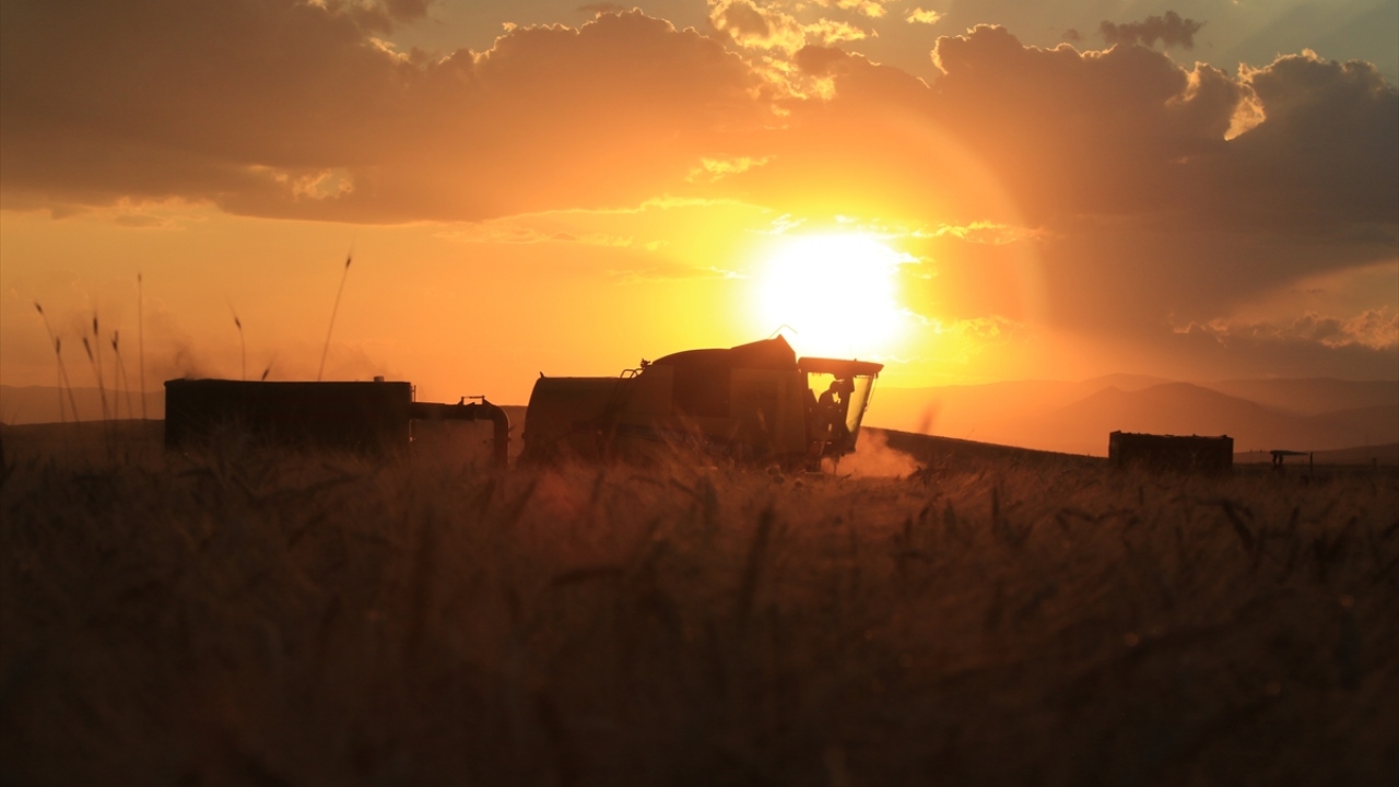 20 biçerdöver ve 140 kişilik ekiple gerçekleştirilen hasatta elde edilen sertifikalı tohumlar, bir çok ile pazarlanıyor. 