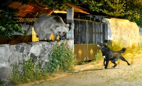 "Cesur" köpek boz ayıya geçit vermiyor