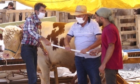 Kurban pazarında bir gün