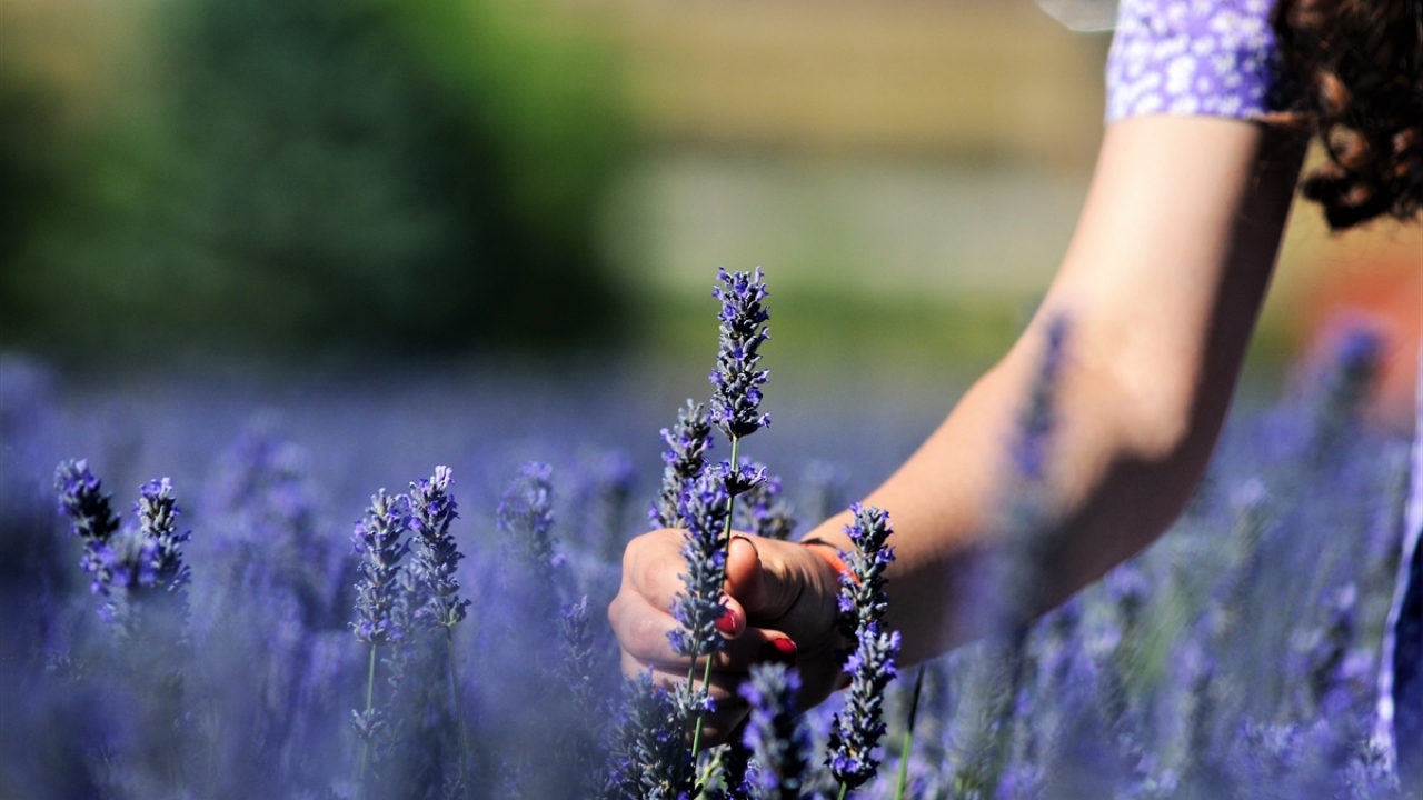 Çevre il ve ilçelere fide üreticisi konumuna gelen Afşin`deki lavanta sahasında oluşturulan tesiste belediye, lavantalardan "Efsus" markasıyla 11 çeşit kozmetik ürün de üretti.