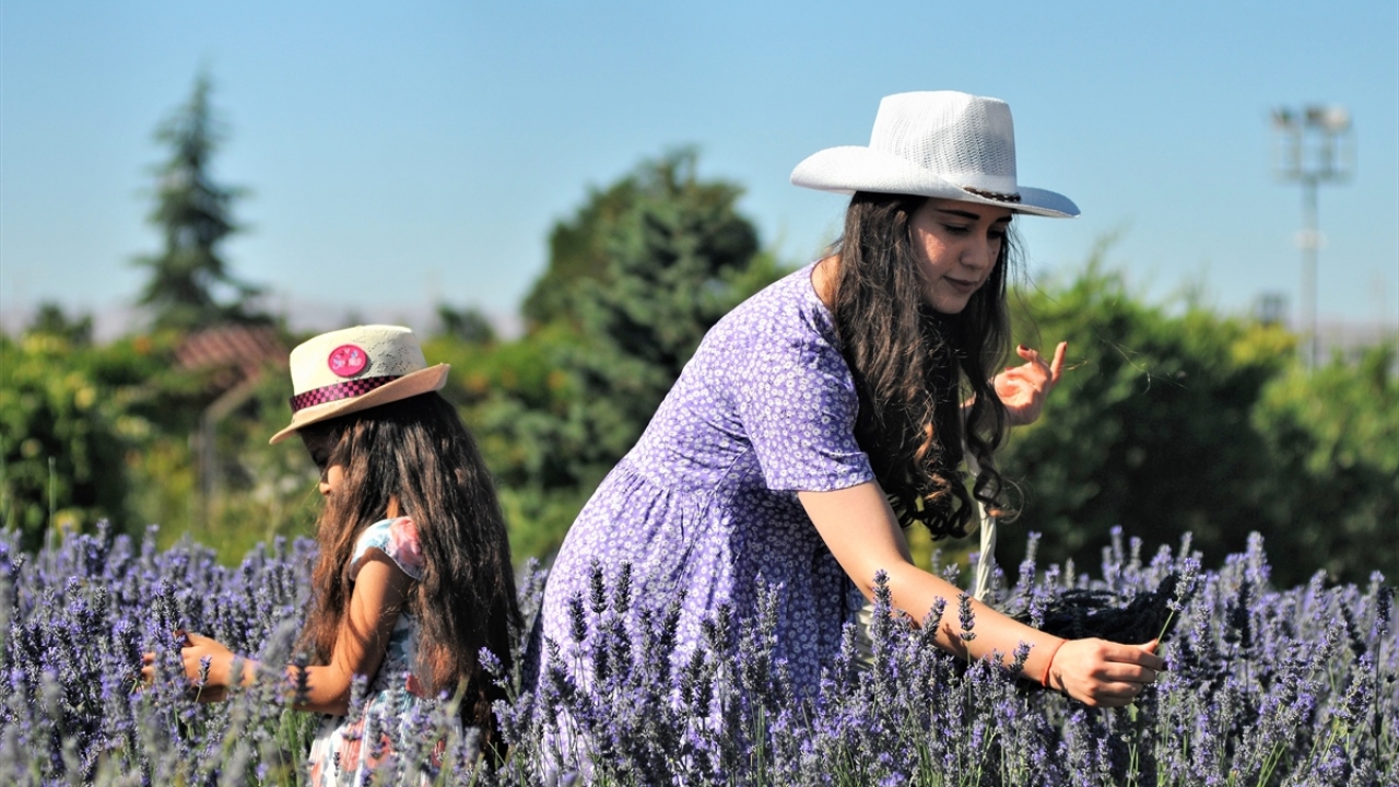 Afşin Belediye Başkanı Mehmet Fatih Güven`in gayretleri sonucu 6 yıl önce peyzaj için temin edilen 15 kök lavantayla, geri dönüşüm ürünlerinden kurulan serada 15 bin kök lavanta fidesi oluşturuldu. 