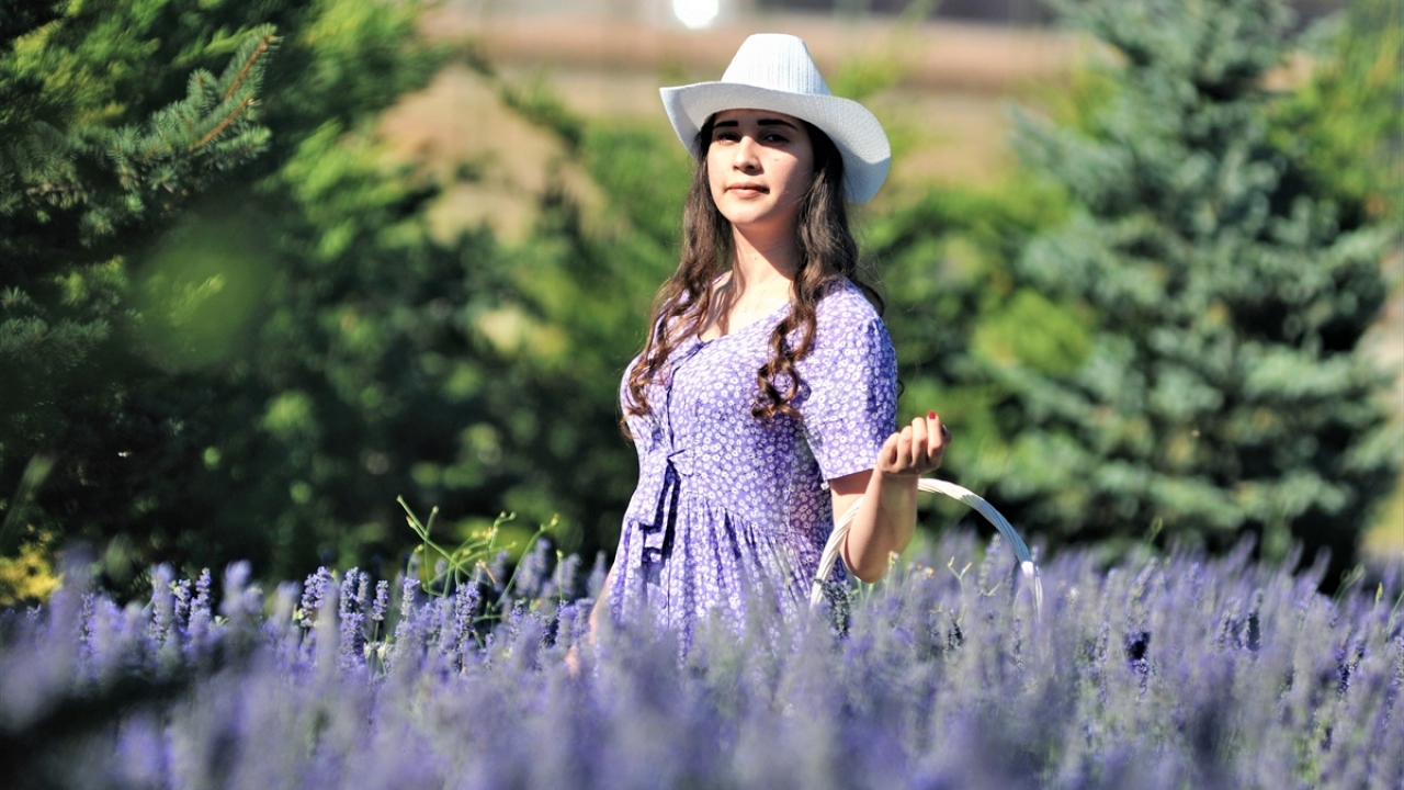 Güven, 6 yıl önce peyzaj için lavanta yetiştirmeye başladıklarını hatırlatarak, lavantanın turizm ve ekonomik potansiyelini keşfettikten sonra ticari üretime yöneldiklerini ifade etti.