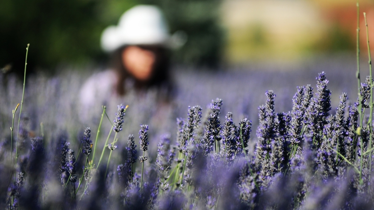 Amaçlarının özellikle kıraç arazilerde üretim yapan çiftçilere alternatif ürün kazandırmak olduğunu ifade eden Güven, şöyle devam etti: