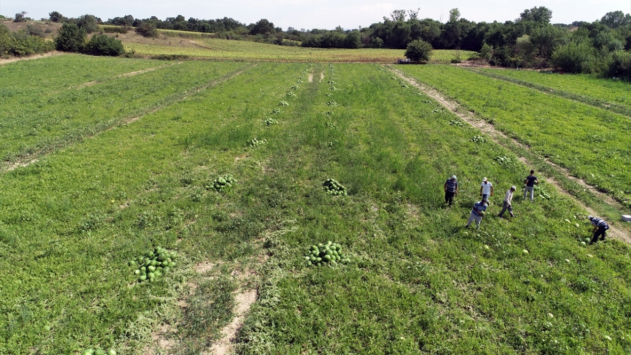 Köyde 30 üretici tarafından yaklaşık 600 dönüm alana ekilen karpuzlar, hummalı bir mesainin ardından hasat ediliyor.
