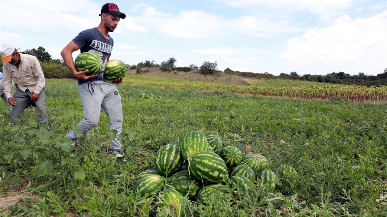 Toplanan karpuzlar kamyon ve traktörlere yüklenerek Edirne, Kırklareli ve Tekirdağ`da satışa sunuluyor.