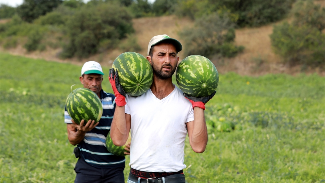 Bu yıl dönüm başına 10 ton verim beklenen köyde, sezonun ilk hasadı, AA tarafından drone ile görüntülendi. 