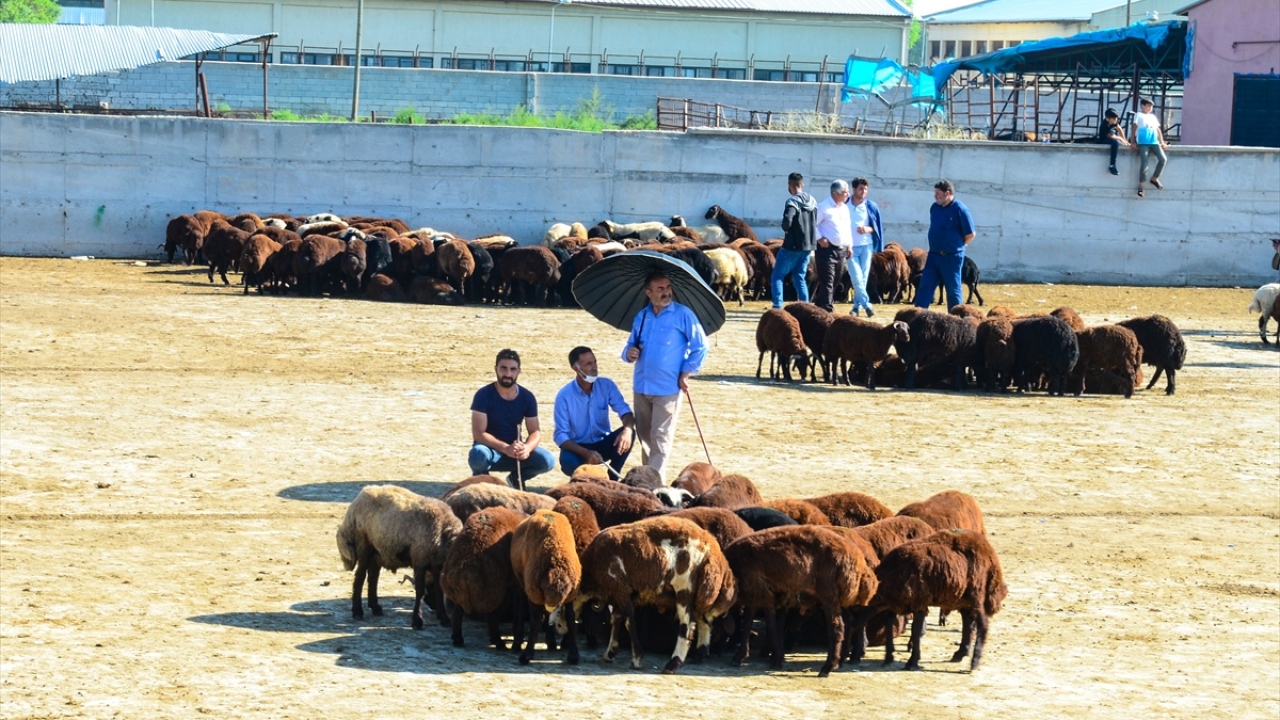 Iğdır Belediyesinin canlı hayvan pazarına ilçe ve köylerden kamyonlarla getirilen büyük ve küçükbaş kurbanlıklar görücüye çıktı.