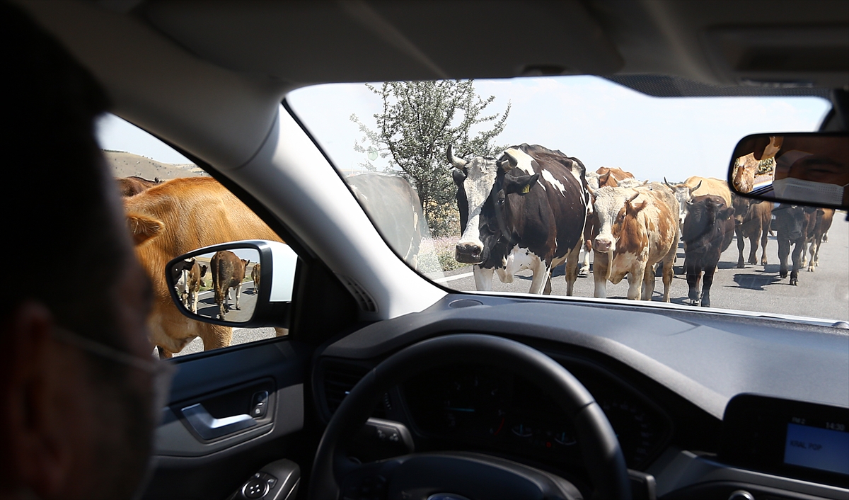 Günlük dezenfeksiyon işlemlerinin devam ettiği merkezde, alıcılar ve satıcılar sosyal mesafe kuralına uyarak kurban pazarlığı yapıyor alışverişlerini gerçekleştiriyor. 