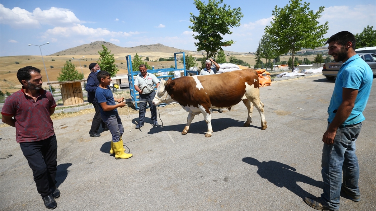 Merkezde günlük 700 hayvan kesiminin gerçekleştirilebileceğini aktaran Üzümlükaya, satış merkezinin neredeyse tam kapasiteyle çalıştığını, satış rakamlarının geçen seneye kıyasla hemen hemen aynı olduğunu vurguladı.