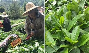 Bahçelerden sofralara çayın hikayesi