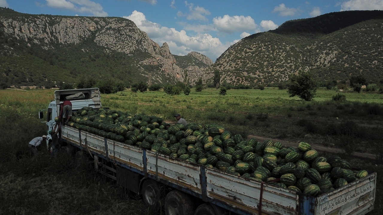 Sakarya Vadisi`nde bilinçli tarım uygulamalarıyla kaliteli ürün elde eden üreticilerin tarlalarına gelen alıcılar, pazarlık yaparak satın aldıkları karpuzları İstanbul başta olmak üzere civar il ve ilçelere götürüyor. 