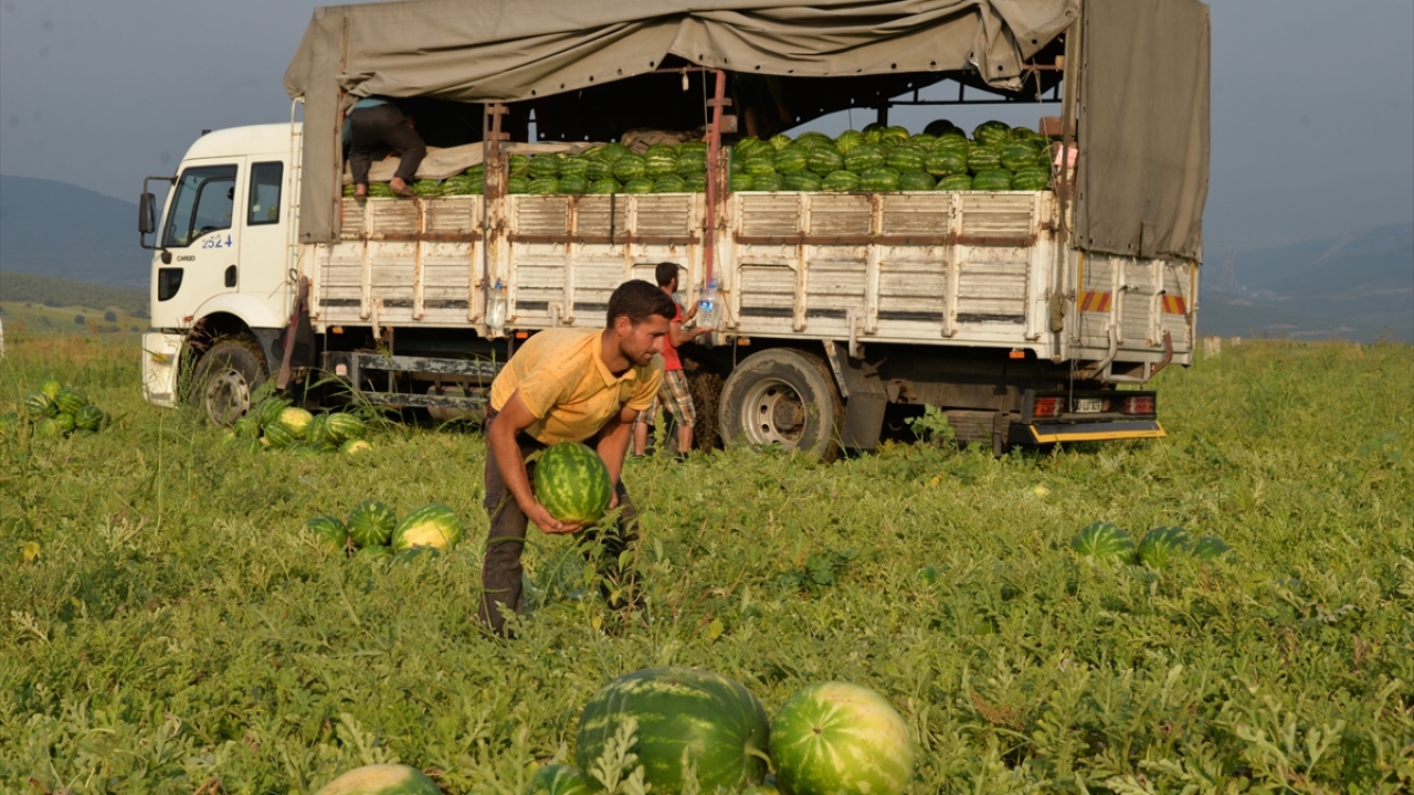Bu dönemde Doğu ve Güneydoğu Anadolu bölgelerinden gelen mevsimlik işçiler, yaklaşık 3 ay tarlalarda çalışarak evlerine ekmek götürüyor. 