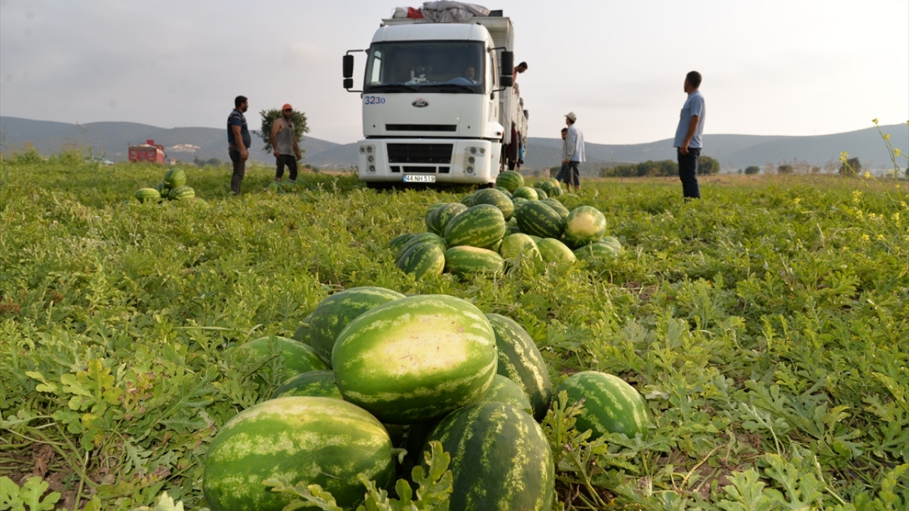 Ünver, Osmaneli`nin hasat döneminde binlerce kişiye ekmek kapısı olduğunu anlattı.