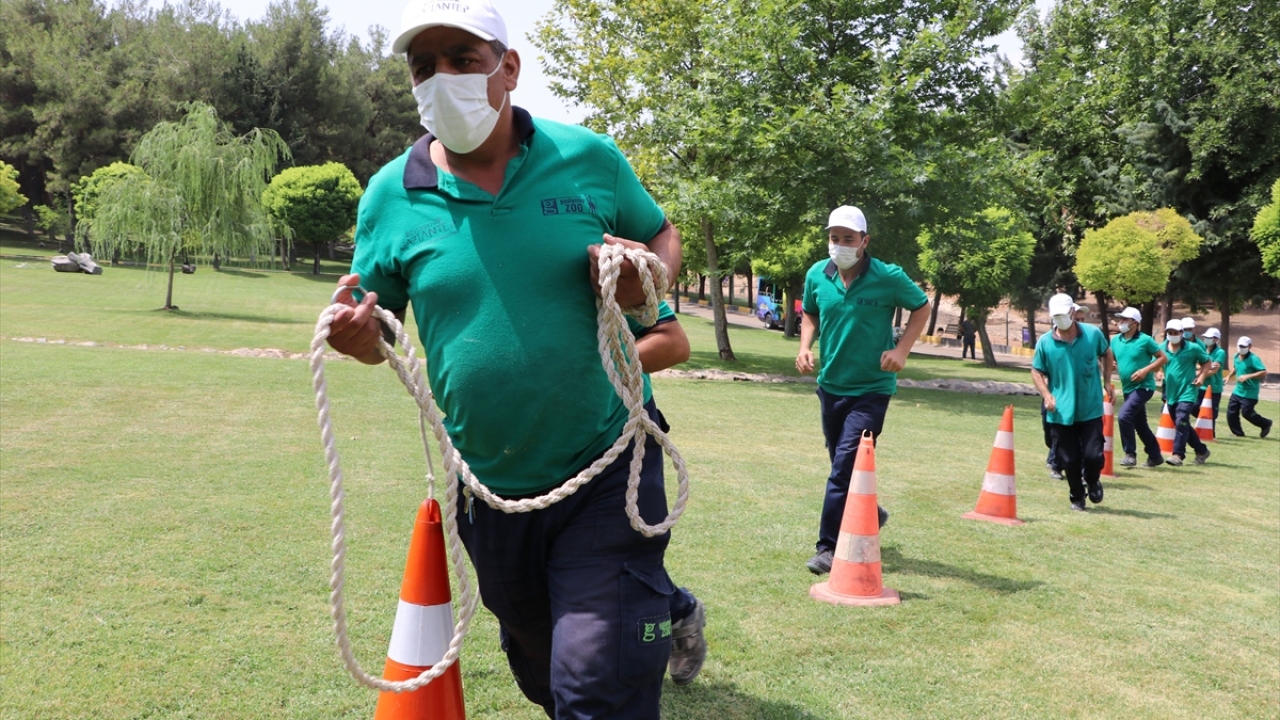 Ekipler kaçan hayvanı kement ve uyuşturucu iğne yardımıyla yakalayarak, etkisiz hale getirdi.