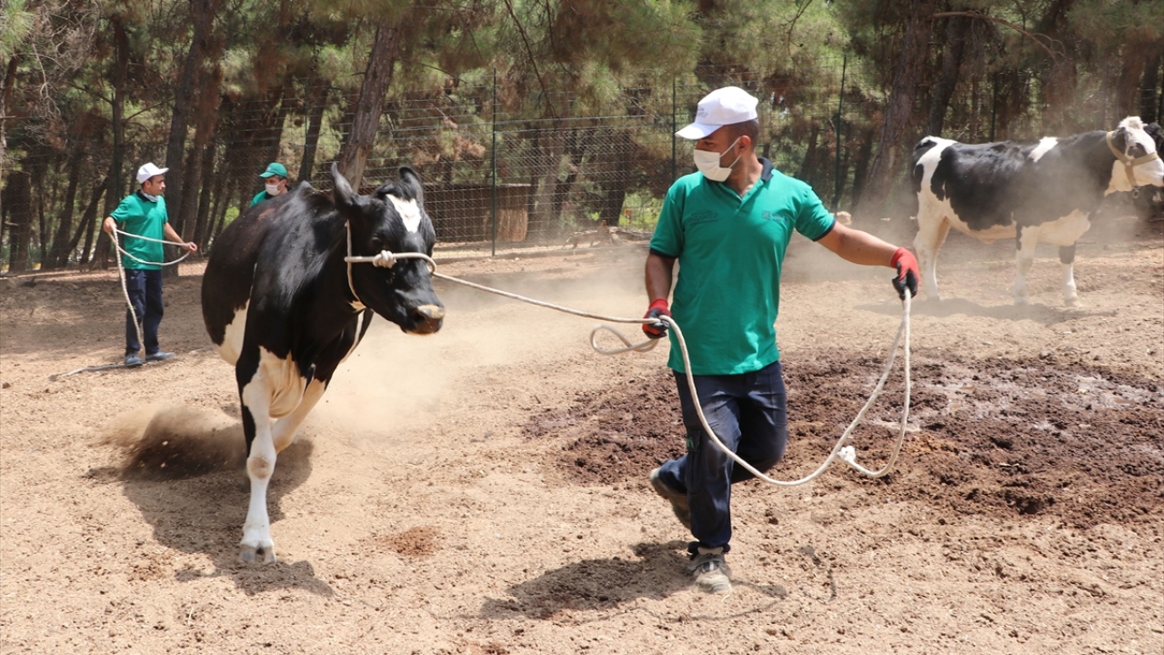 Timdekilere birçok alanda eğitim verildiğini ifade eden Özsöyler, "Büyükşehir Belediyemizin 153 ihbar hattı bulunuyor. Bu hatta vatandaşlarımız kaçan kurbanlıklarının ihbarını yapabilir." dedi.