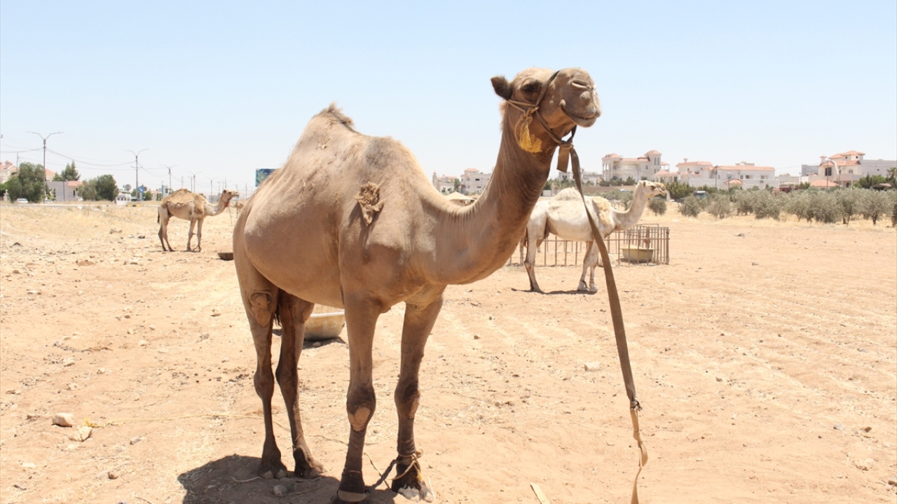 Hayvan satıcıları, hayvan ticareti için en yoğun dönem olan Kurban Bayramı`ndaki satışların koronavirüs etkisinde kalmasından korkuyor.