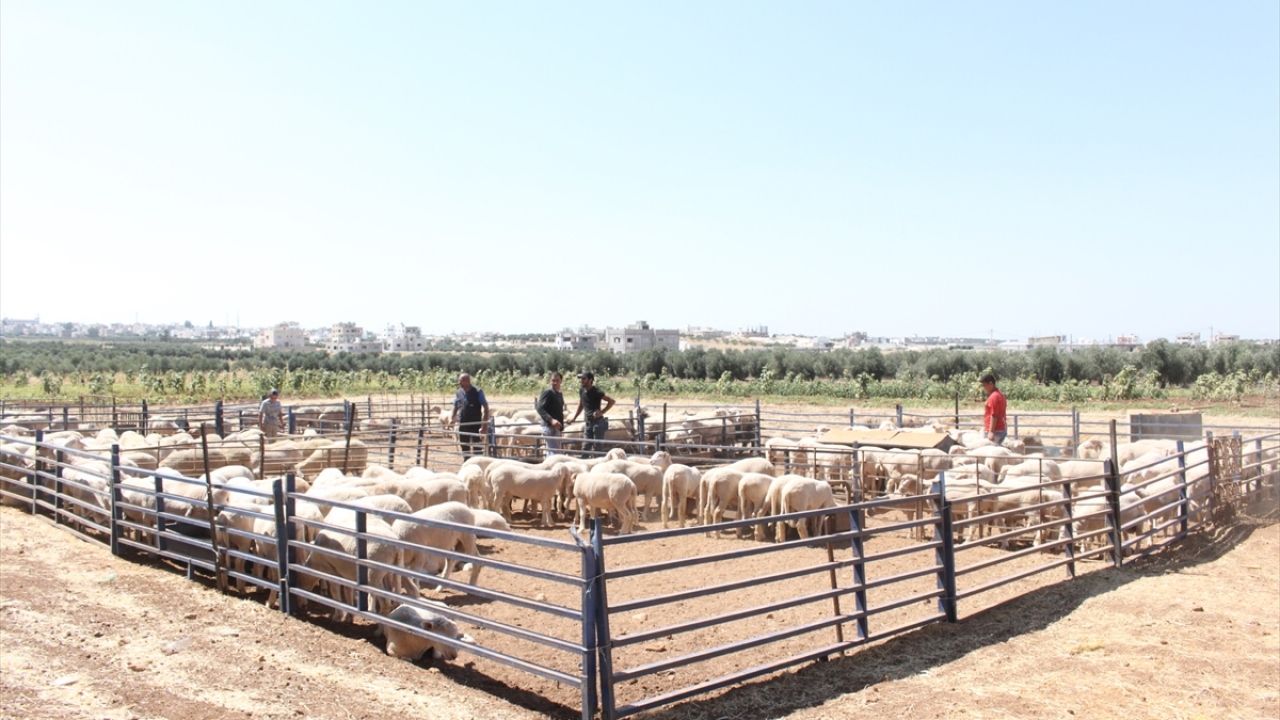İzamat, salgının etkisinin az olmadığını ancak kurban piyasasını etkileyen hayvan ithalatı ve yüksek yem fiyatları gibi başka faktörlerin de bulunduğunu aktardı.