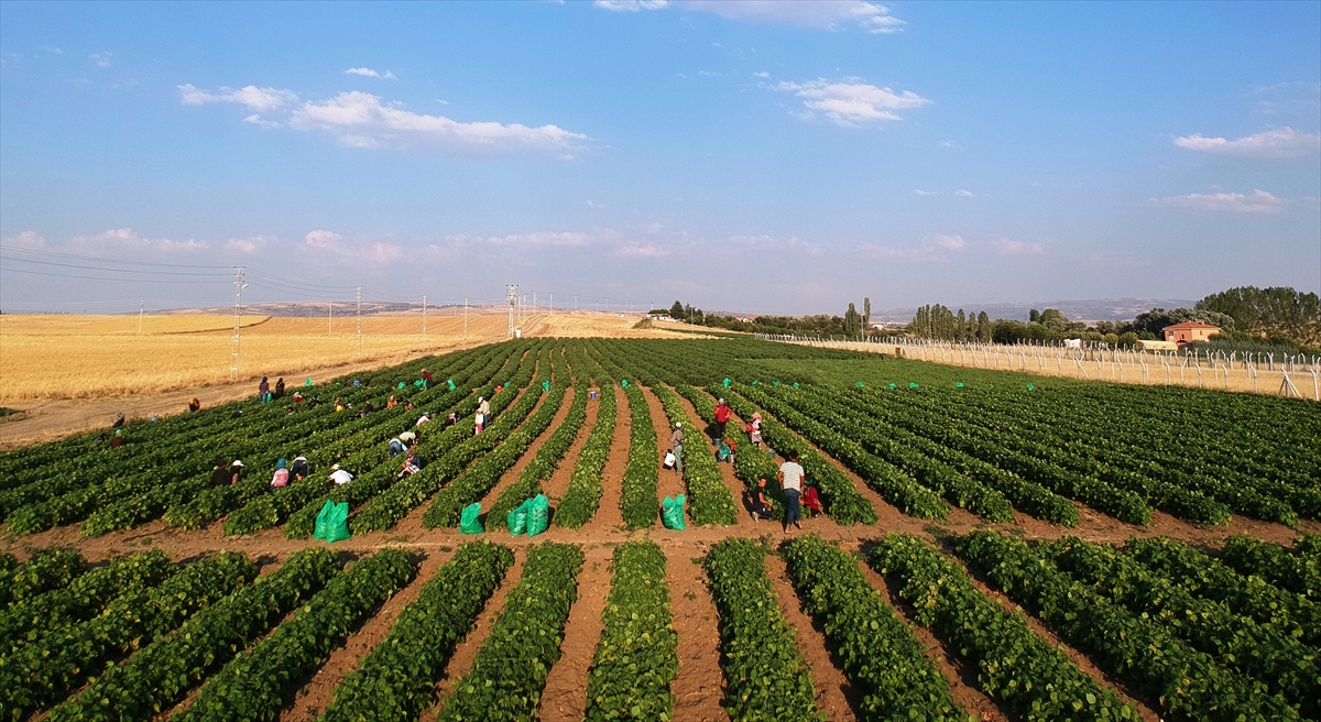 Türkiye`nin turşu ihtiyacının önemli bir bölümünün karşılandığı Çubuk`ta üretici, 11 bin dekar alana ektiği turşuluk salatalık ve sebzeleri toplamak için sabahın ilk ışıklarıyla tarlalara gidiyor.