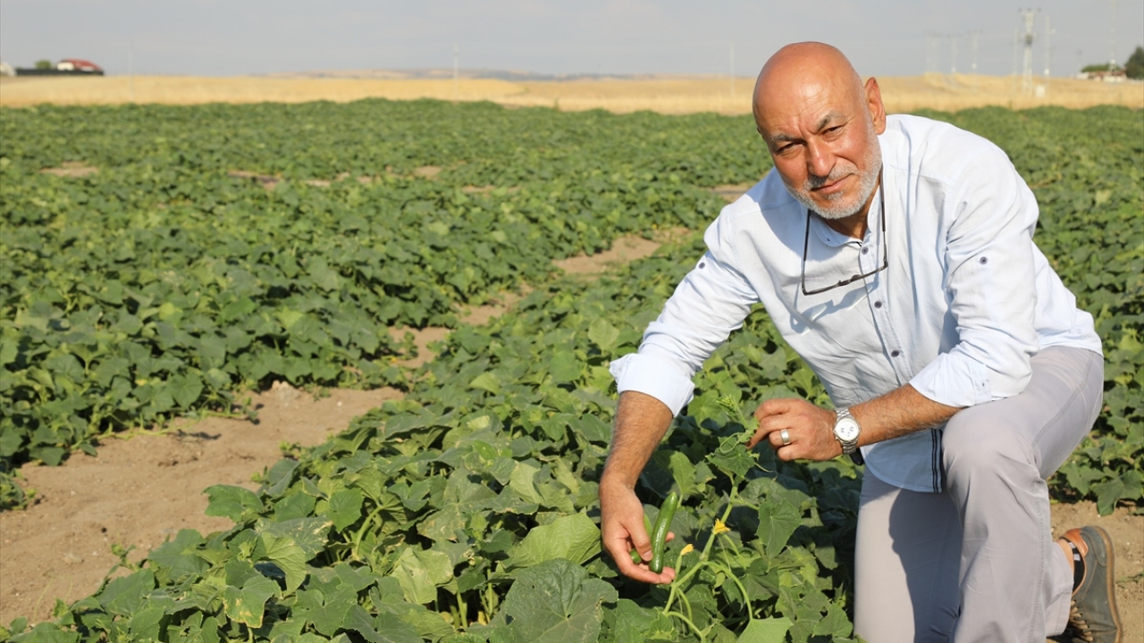 İlçede üretilen tüm salatalıkların turşu yapıldığını anlatan Işık, şunları kaydetti: