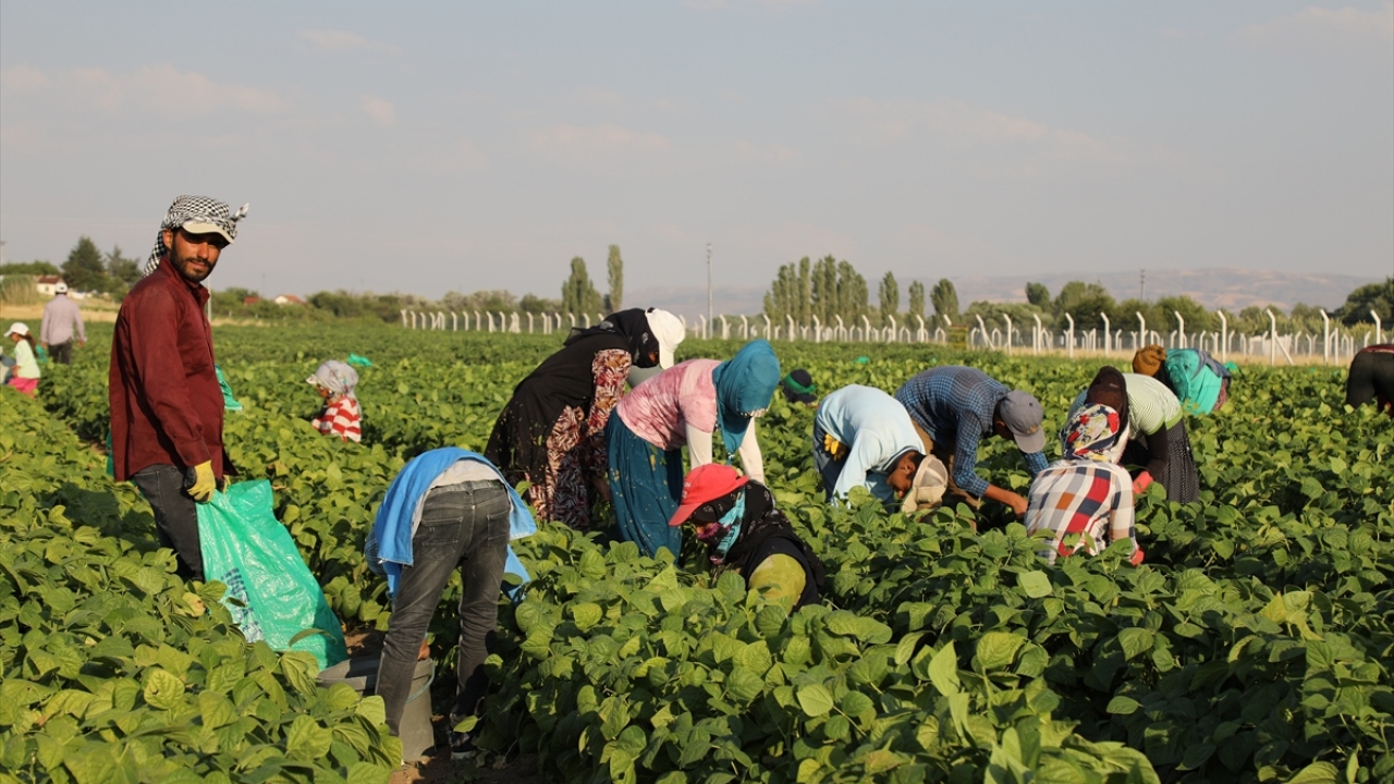 Üreticilerden Barış Akbaş ise bu yıl girdi maliyetlerinin arttığını, buna rağmen salatalık fiyatlarının düşük seyrettiğini belirterek turşuluk ürünlerde fiyatın dengelenmesini beklediklerini kaydetti.