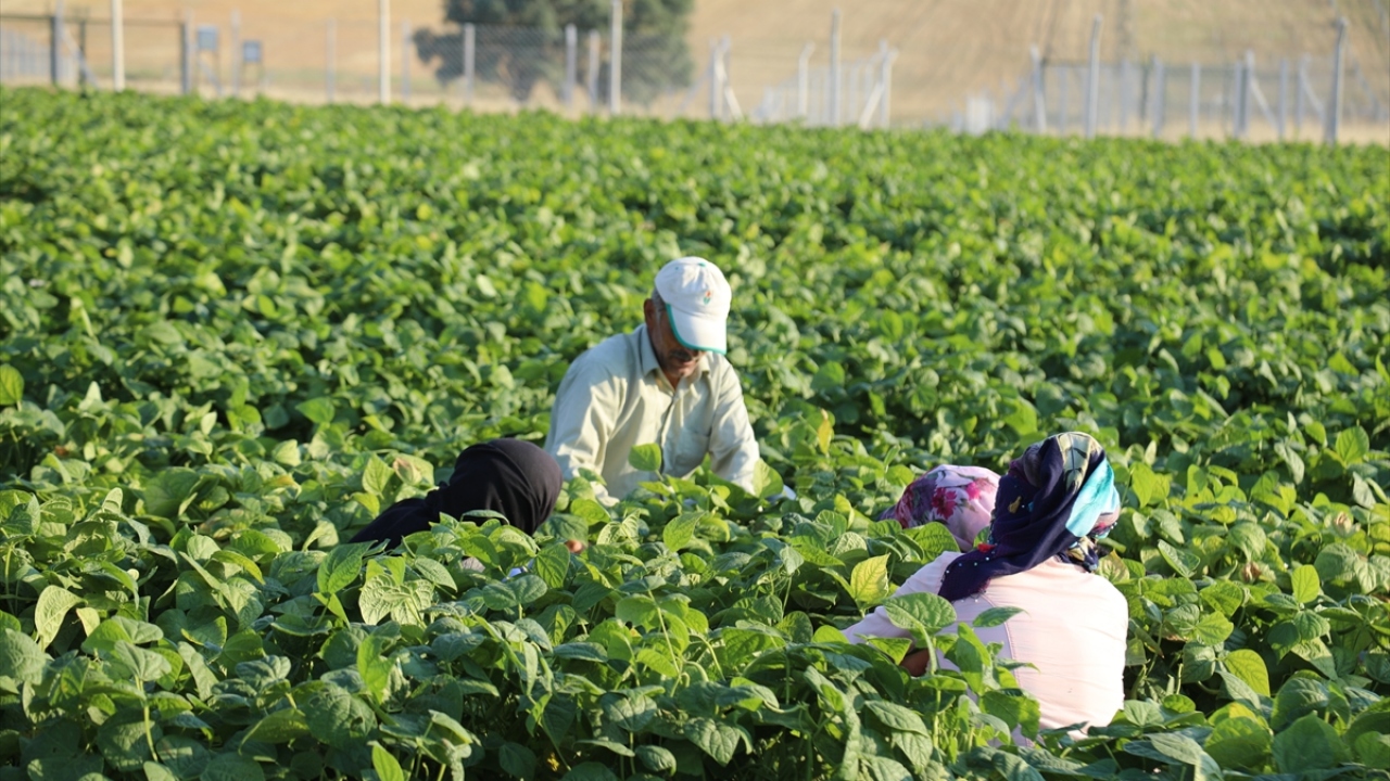 Bu yıl yaklaşık 40 bin ton turşuluk salatalık hasadı yapılması beklediklerini dile getiren Işık, pandemiye rağmen üretim alanlarının arttığını ifade etti.