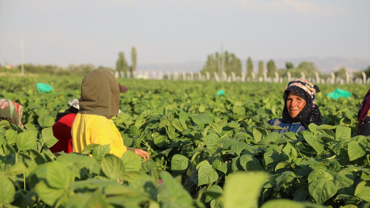 Bu yıl yaklaşık 40 bin ton turşuluk salatalık hasadı yapılması beklediklerini dile getiren Işık, pandemiye rağmen üretim alanlarının arttığını ifade etti.