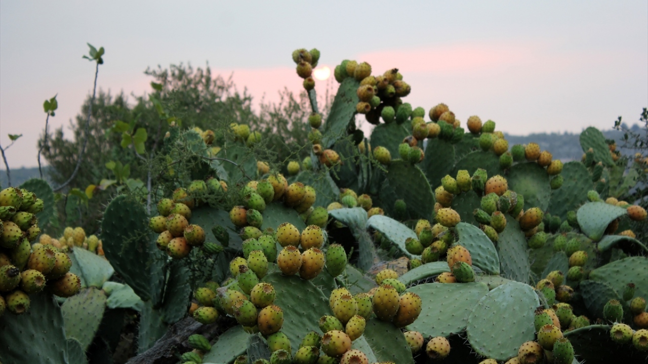 Bitkisi 10 santimetreyi bulabilen türün hasadı, dikenleri rüzgardan uçarak çiftçilere zarar vermemesi için sabahın erken saatlerinde yapılıyor.