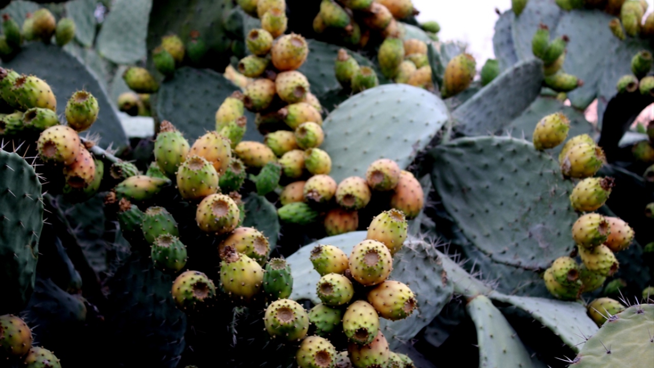 Bölge halkının çoğunun geçimini sağladığı dikenli incirler, korunaklı eldivenler veya uzun maşalarla toplanıp tanesi 1 liradan satışa sunuluyor.
